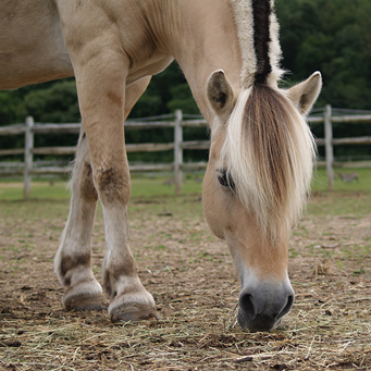 Adopt-a-Horse – $500
