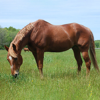 Equine Care Fund – $250